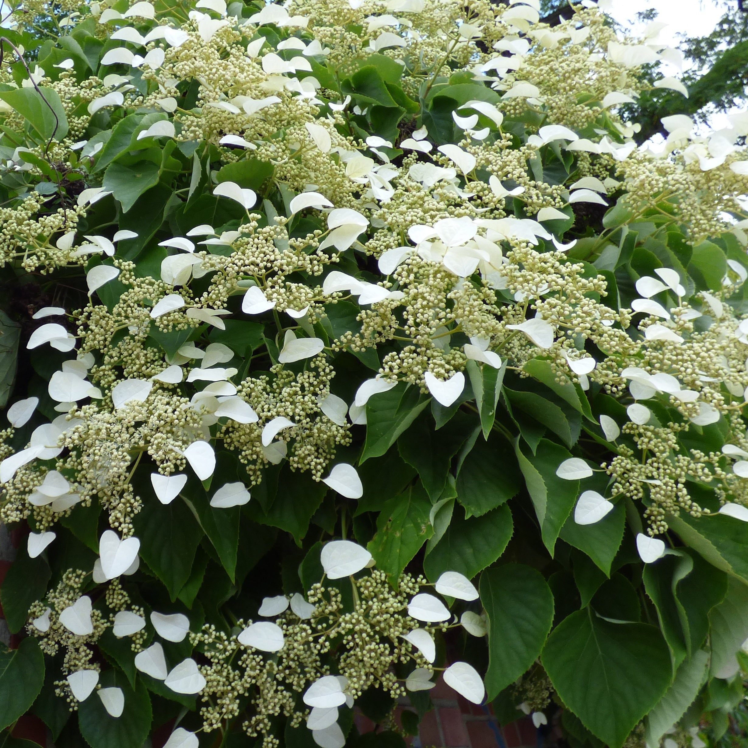 Bakker Trio grimpantes plante jasmin glycine hortensia 3 pots
