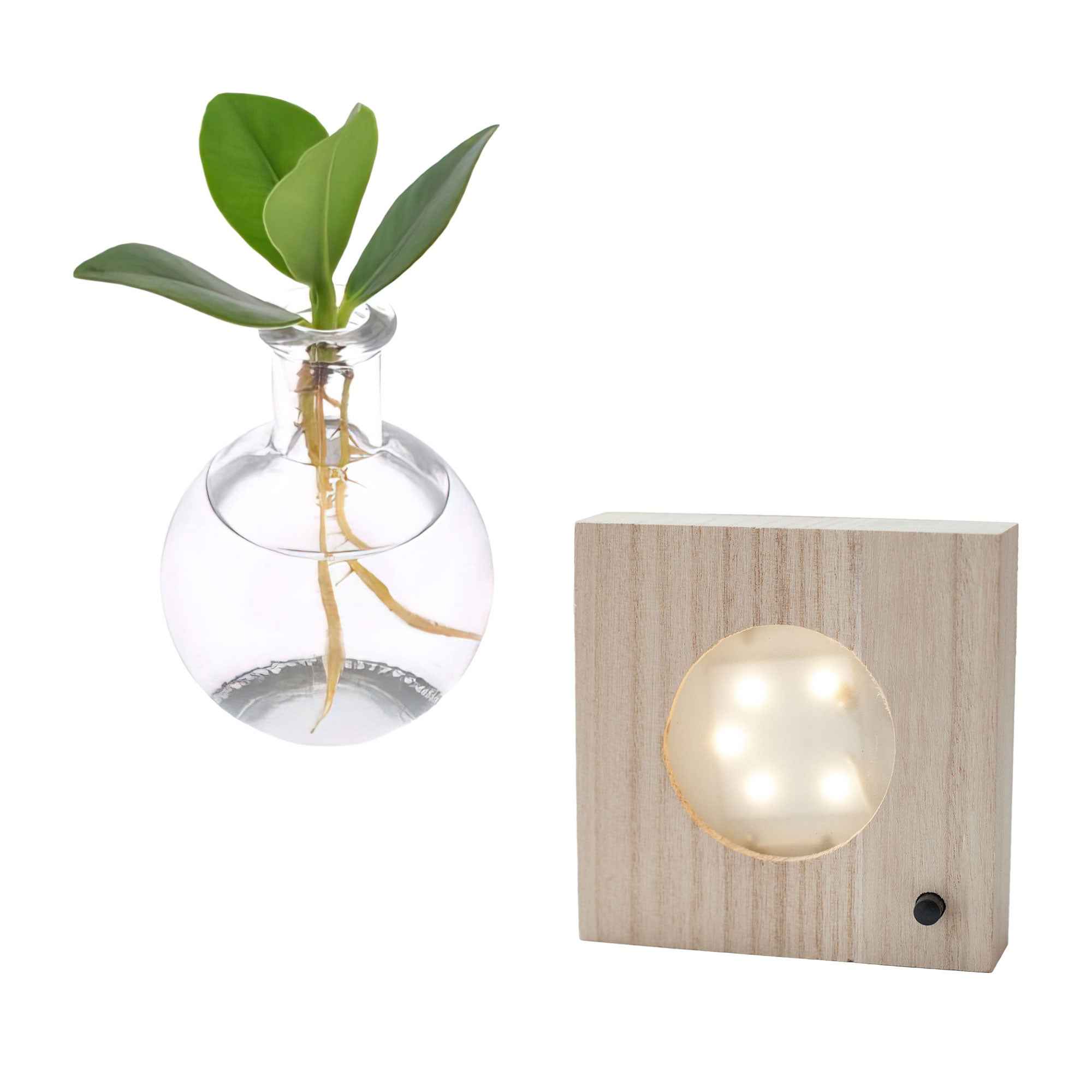 Bakker Clusia Samoa plante d'intérieur hydroponique kit LED
