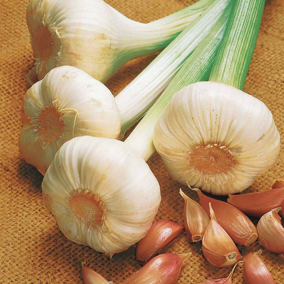 Bakker Potager Ail rose Flavor sachet 250g goût doux