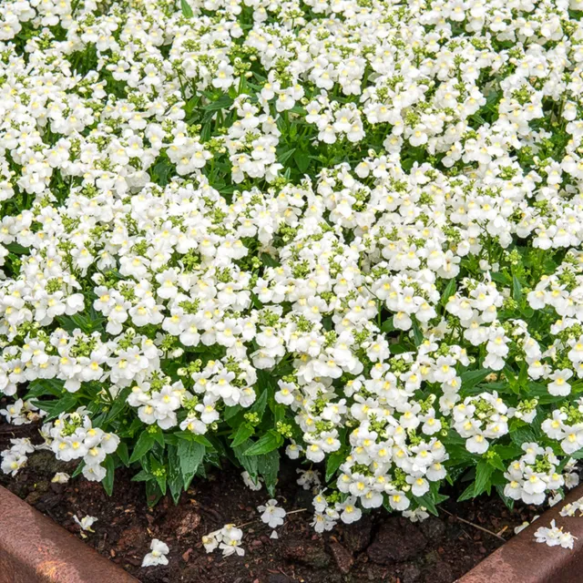 Bakker Nemesia strumosa némésie blanc pot Ø10,5cm