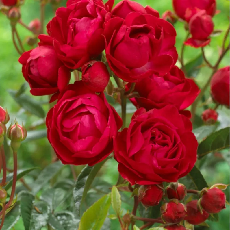 Bakker Fête des Mères rosier rouge parfumé pot 3L