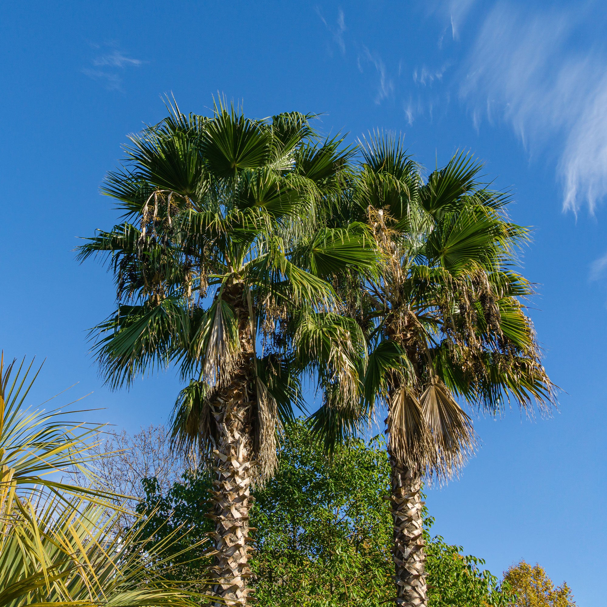 Bakker Palmier à jupon du Mexique pot 11cm Washingtonia robusta