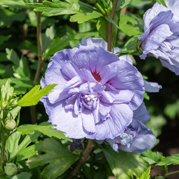 Bakker Hibiscus Blue Chiffon arbuste pot 1.3L 20-30cm