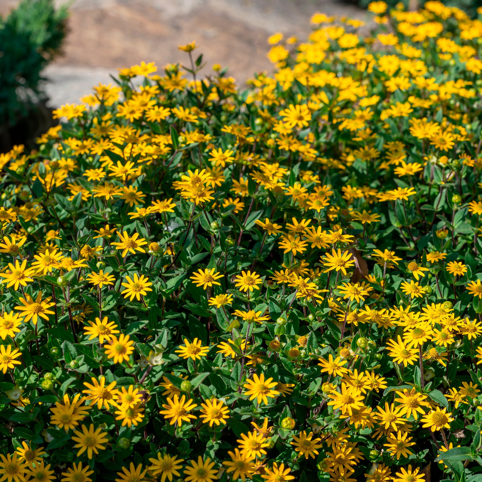 Bakker Sanvitalia jaune plante terrasse pot Ø13cm floraison été