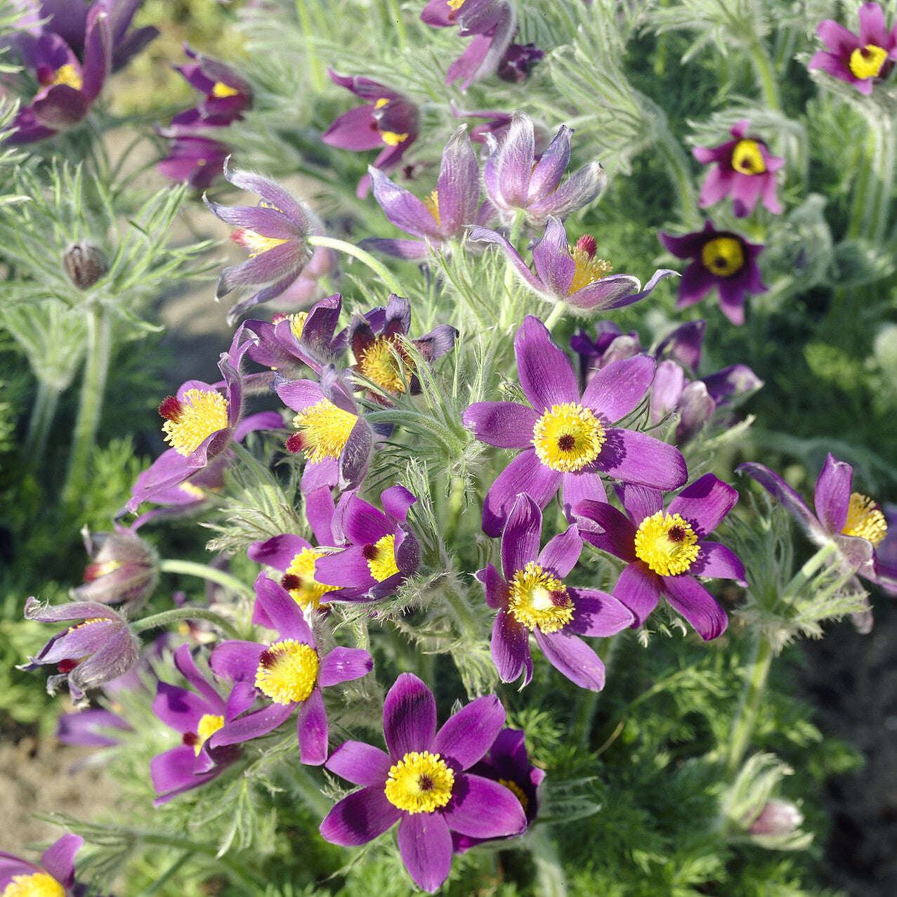 Bakker Plantes vivaces Anémone pulsatille fleur violette pot 9cm