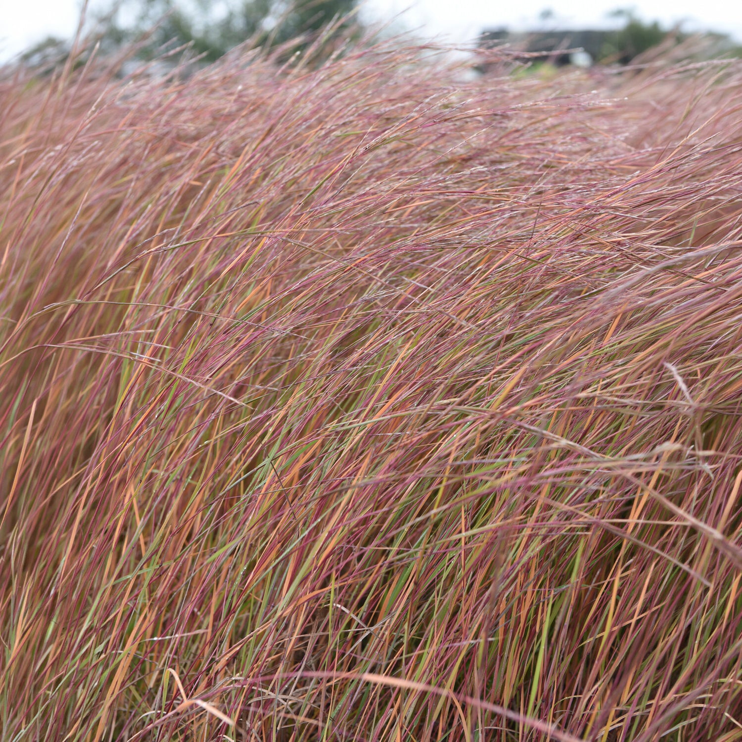 Bakker Wildwest andropogon graminée pot 9cm rouge