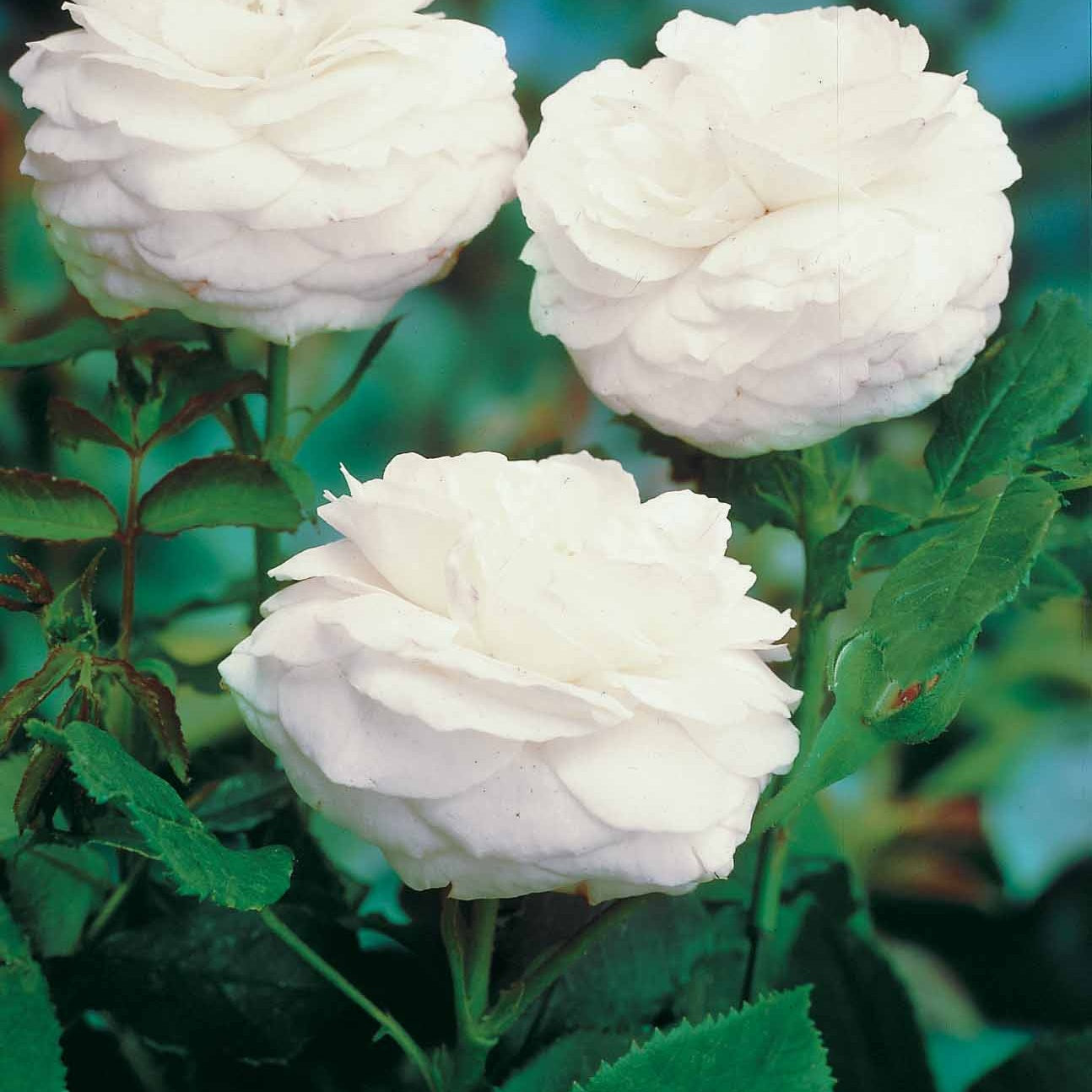 Bakker Rosiers botaniques lot 2 racines nues rose blanc parfumés