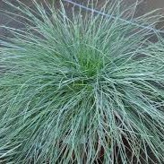 Passion Vivaces Festuca Elijah Blue graminée 1L bleue