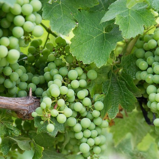 Bakker Vigne Chardonnay fruitier motte 20-40cm