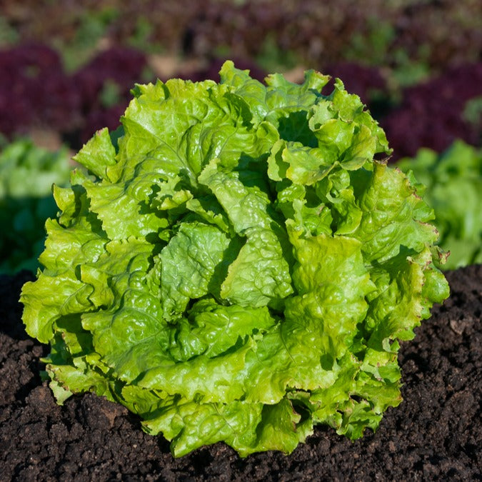 Bakker Batavia salade graines collection 3 sachets