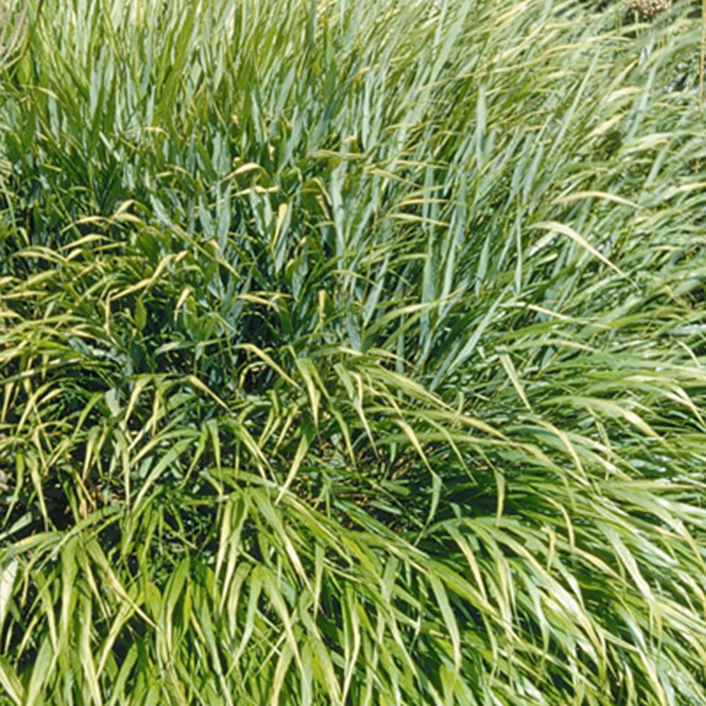 Bakker Herbe du Japon graminée d'ombre verte pot Ø 9cm