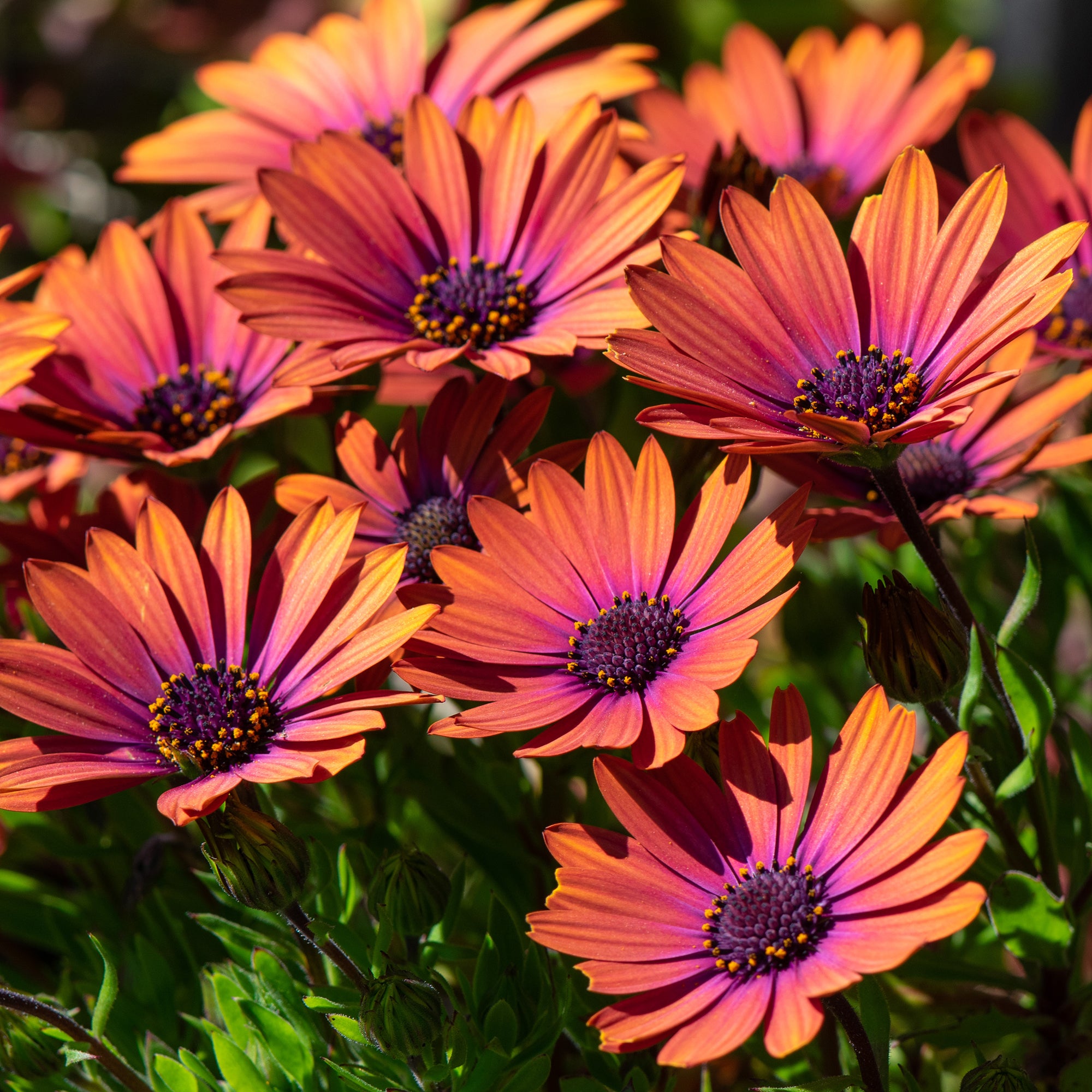 Bakker Purple Sun marguerite du Cap 3 pots orange 10,5cm