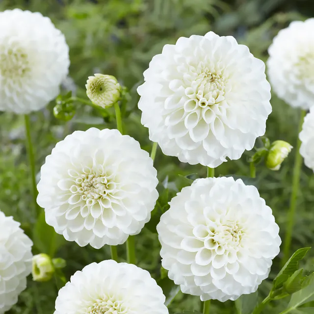 Bakker Bulbes à fleurs Dahlia Boom Boom White bulbe 3 bulbes blanc