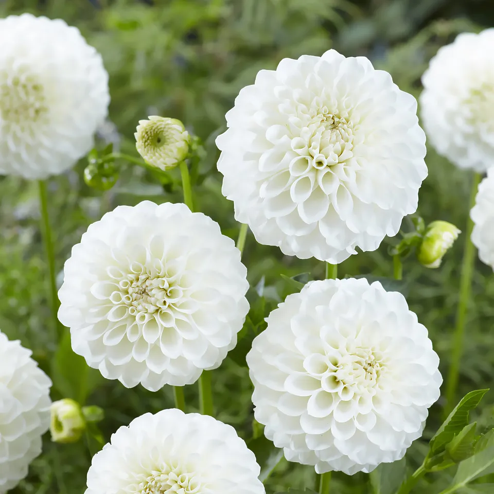 Bakker Bulbes à fleurs Dahlia Boom Boom White bulbe 3 bulbes blanc