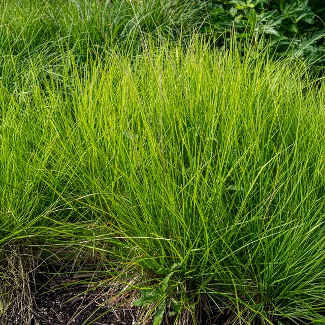 Bakker Seslérie des landes Sesleria nitida pot Ø 9 cm