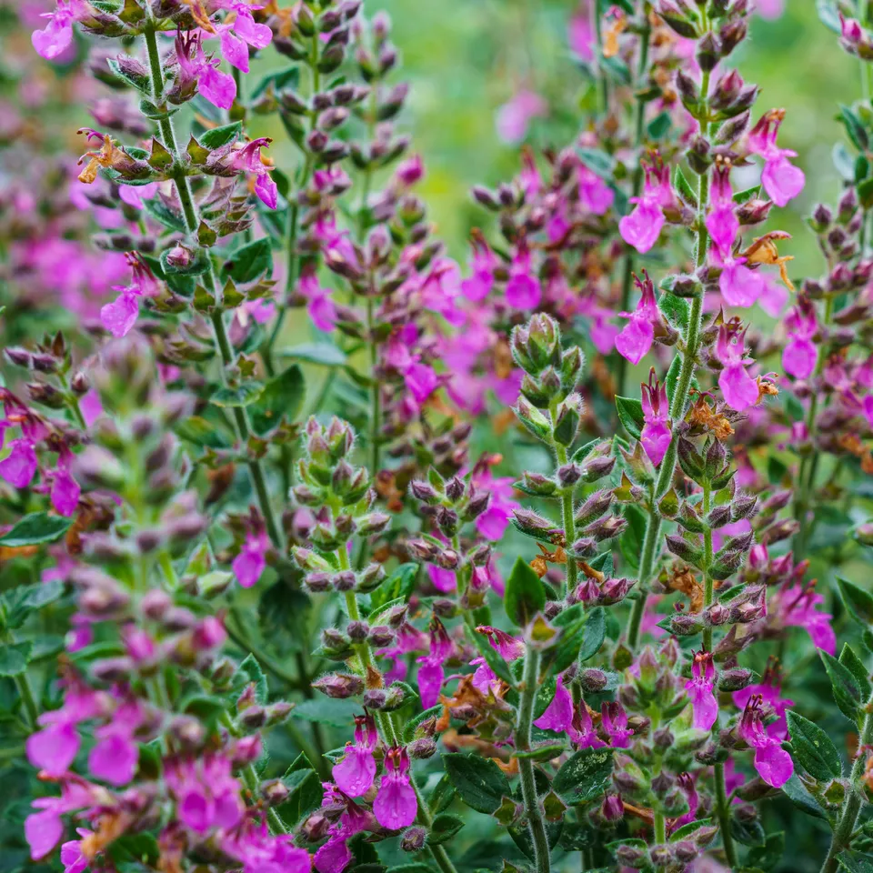 Bakker Germandrée Teucrium plante vivace pot 9cm fuchsia