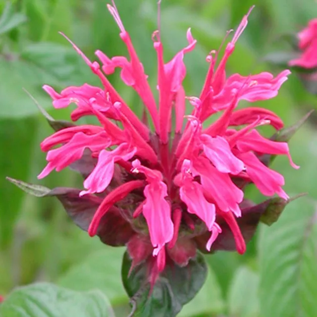 Bakker Monarde Mahogany vivace fuchsia pot 8 cm
