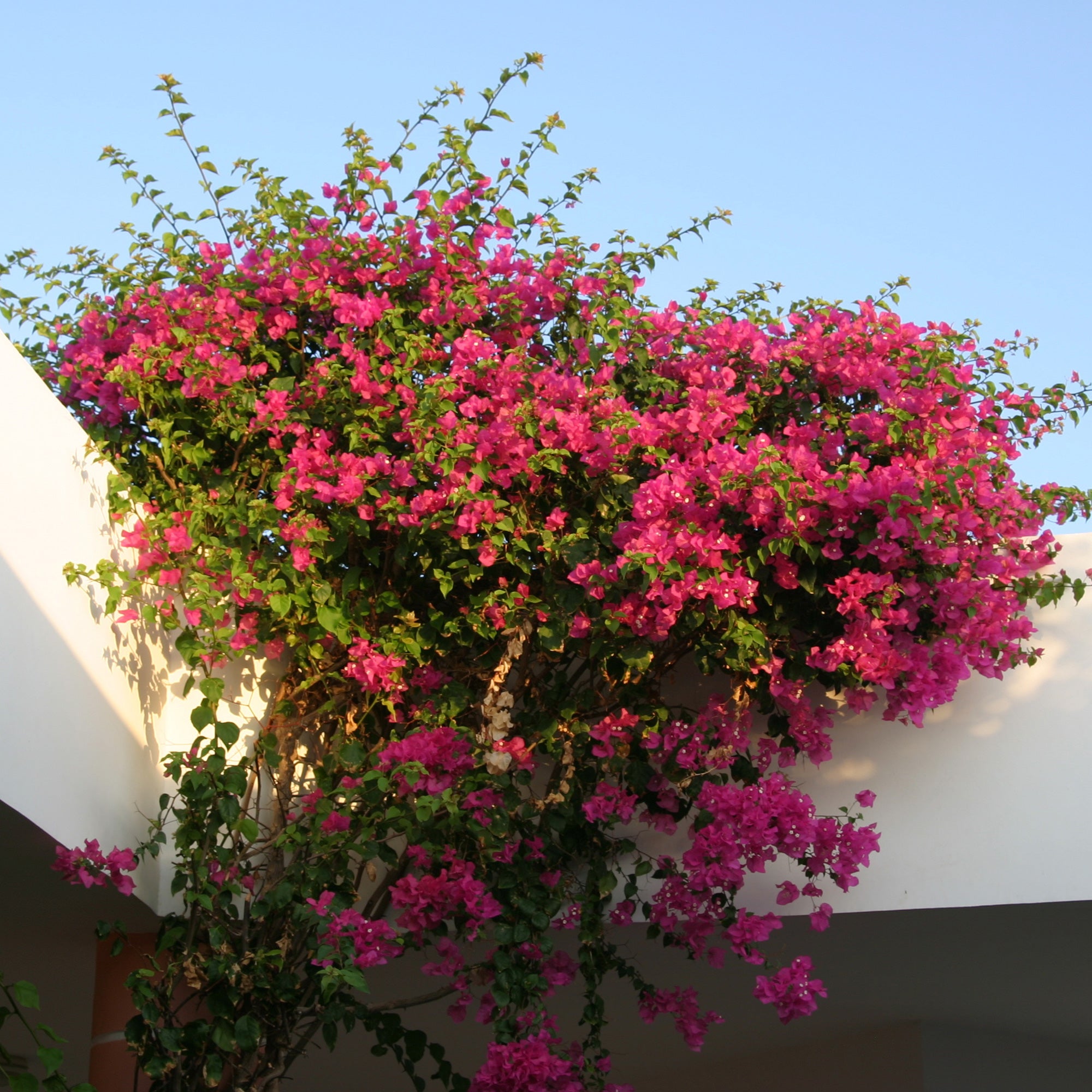 Bakker Bougainvillier rose plante grimpante pot Ø12cm floraison rose