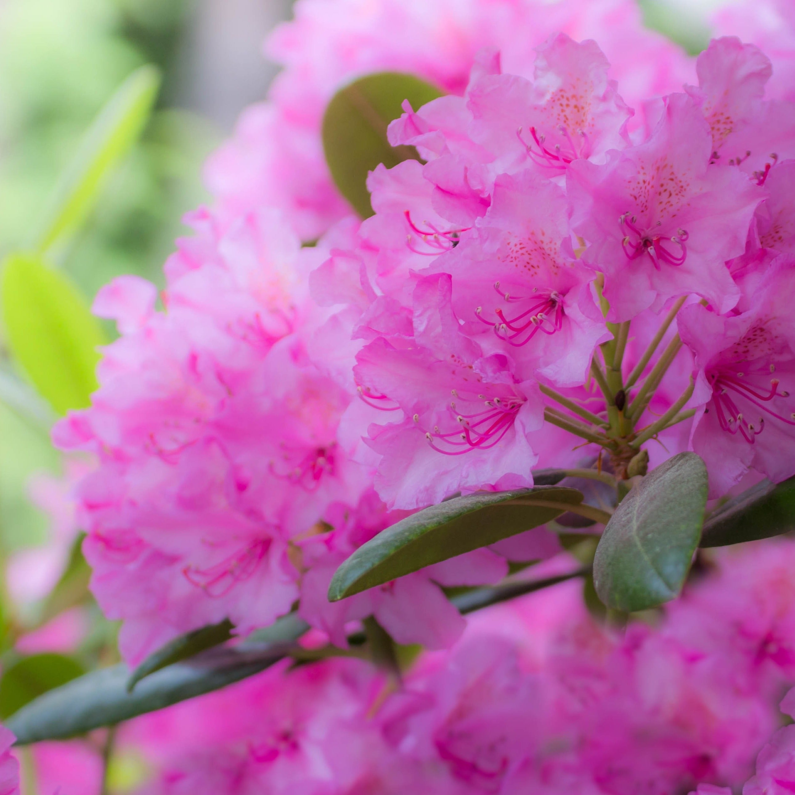 Bakker Roseum Elegans rhododendron rose pot 3L 30-40cm