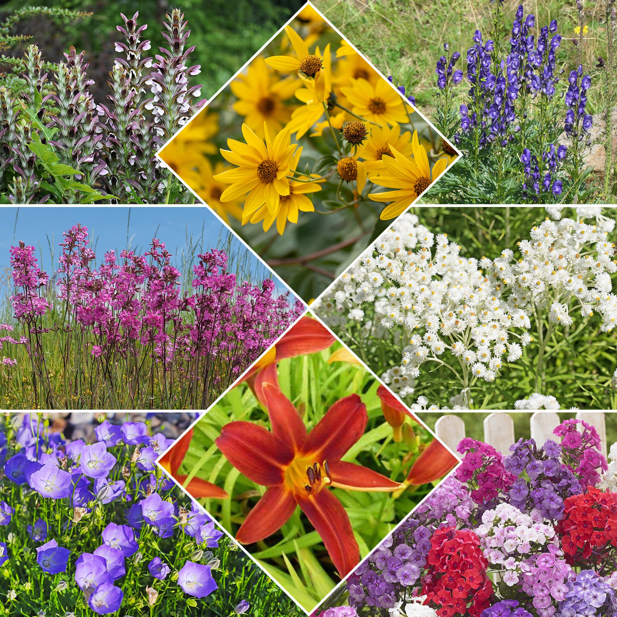 Bakker Massif Été Fleuri 18 plantes vivaces 2m²
