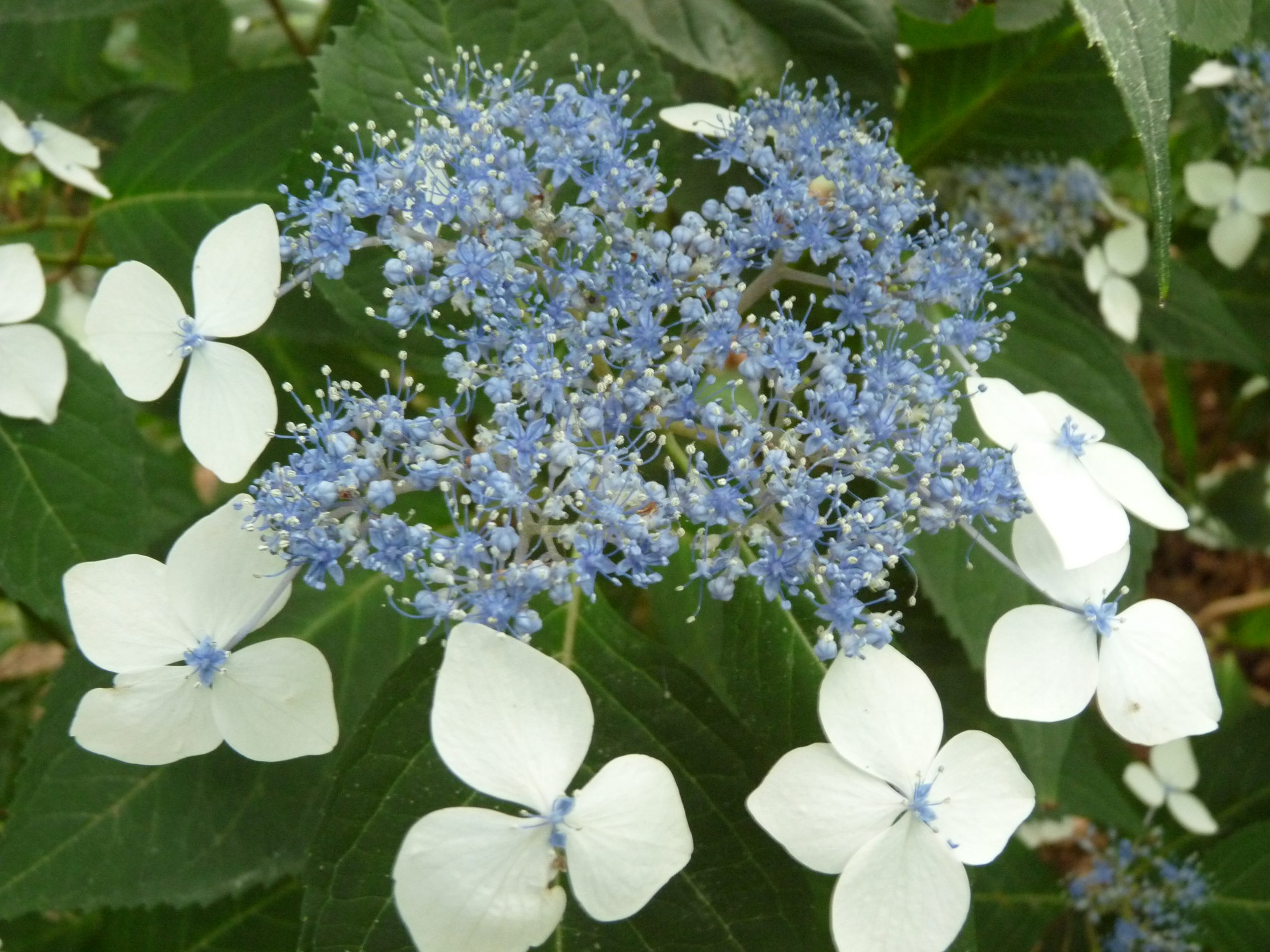 Les Hortensias du Haut Bois Oddorico hortensia serrata godet rustique