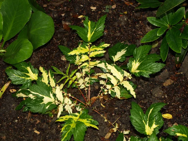 Passion Vivaces Filipendula ulmaria Variegata plante pot 1L blanc