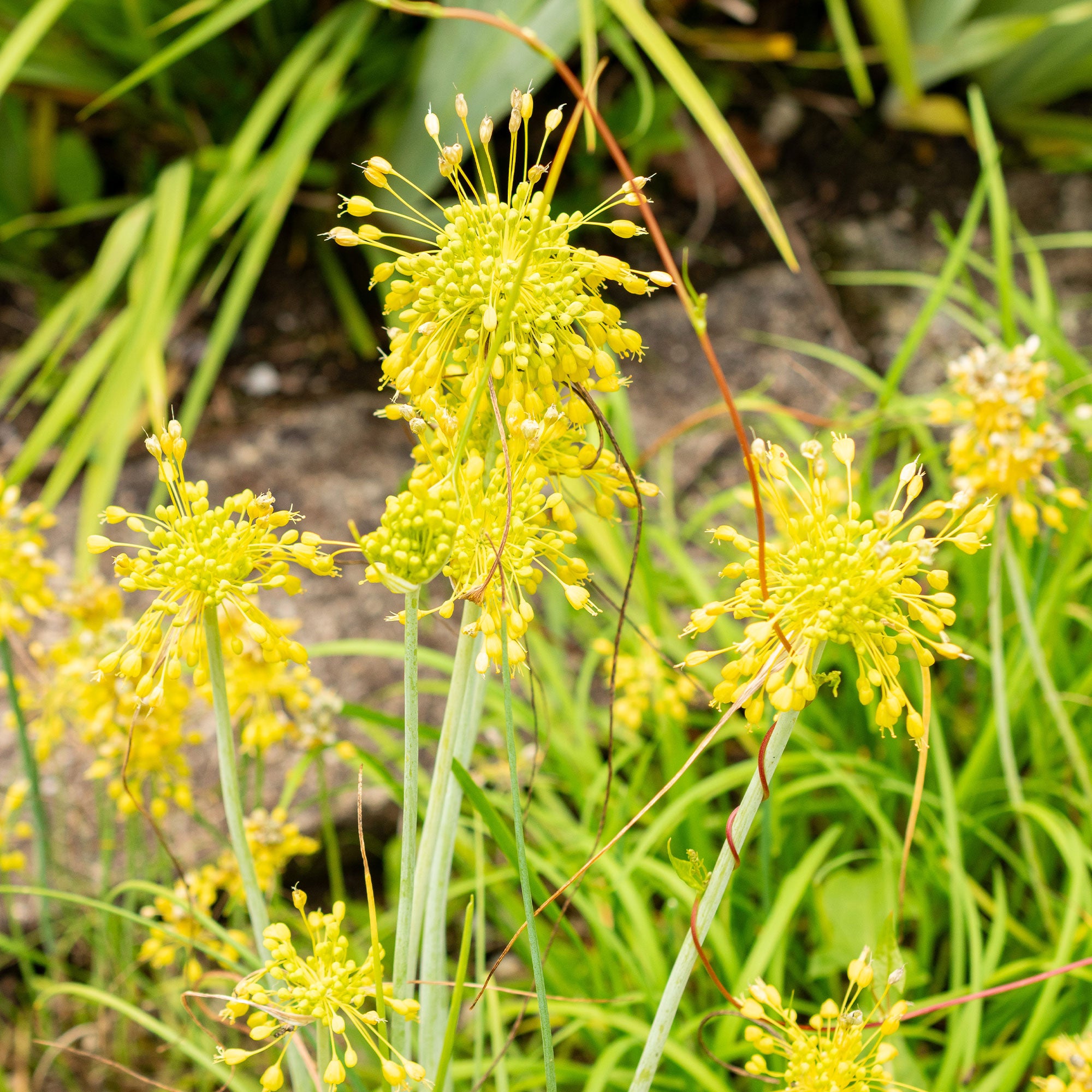 Bakker Ail Jaune Allium flavum vivace pot 8cm