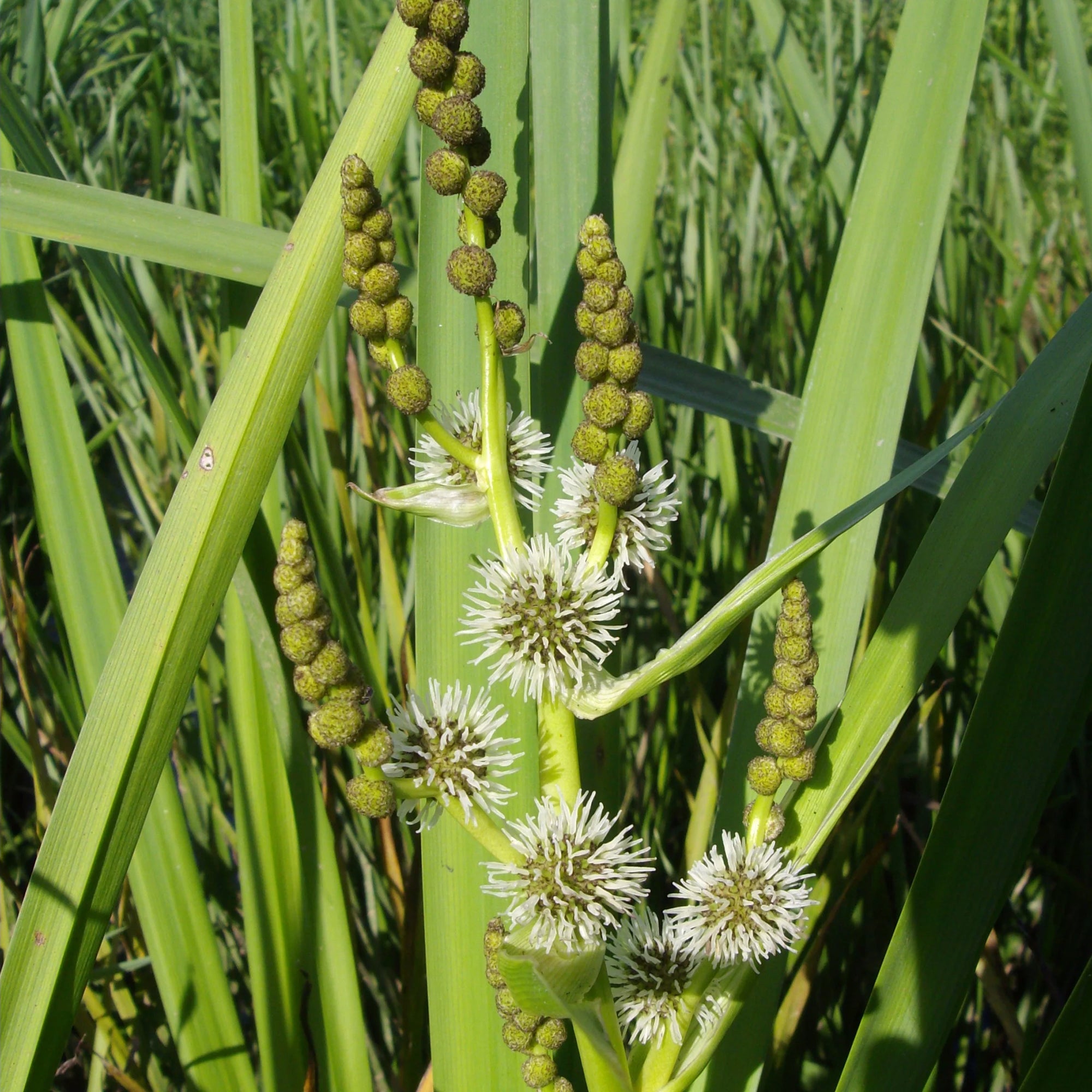 Bakker Rubanier d'eau plante de bassin pot Ø 9 cm