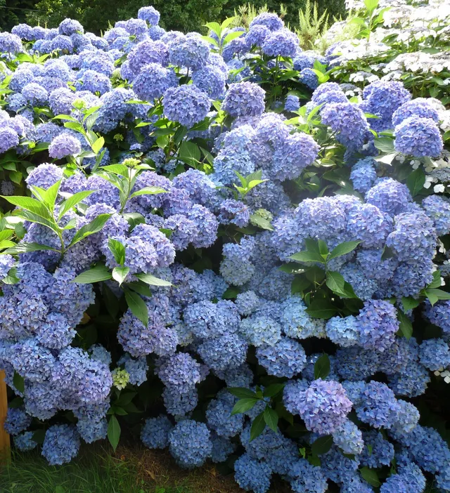 Les Hortensias du Haut Bois Lausanne hortensia macrophylla godet