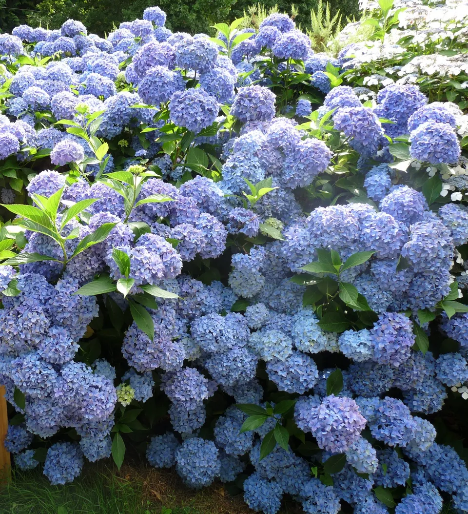Les Hortensias du Haut Bois Lausanne hortensia macrophylla godet