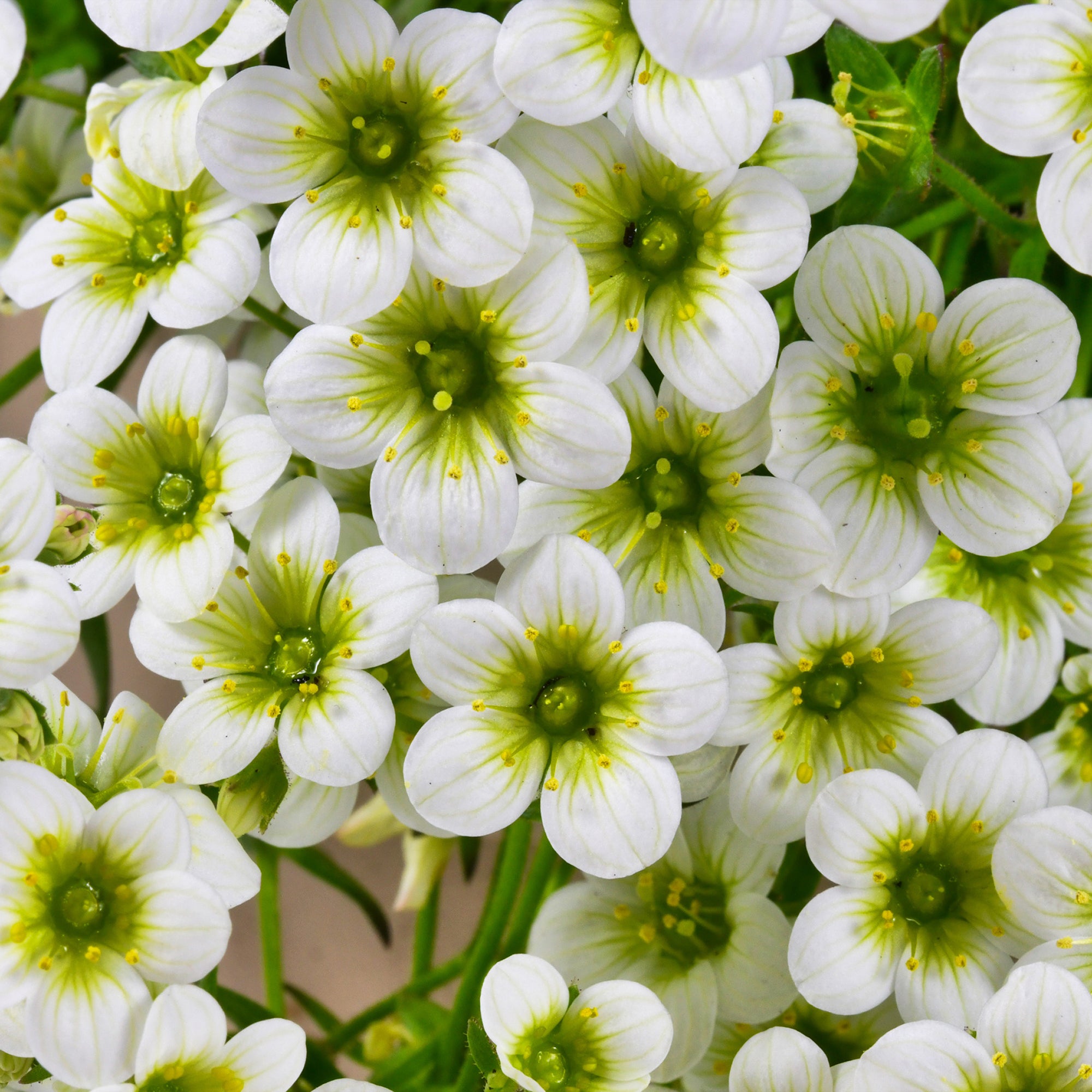 Bakker Plantes vivaces Saxifrage Pixie White pot 9cm blanc