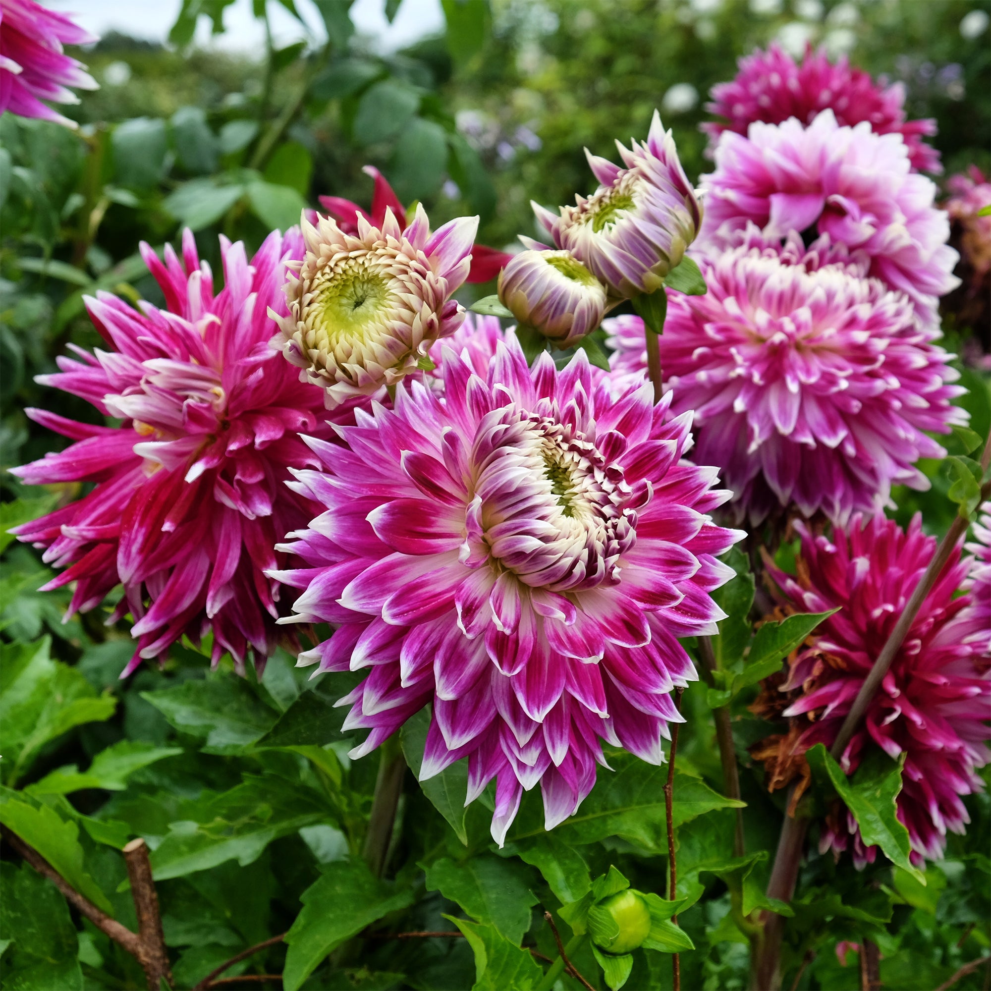 Bakker Bulbes Vancouver dahlia sachet 3 bicolore