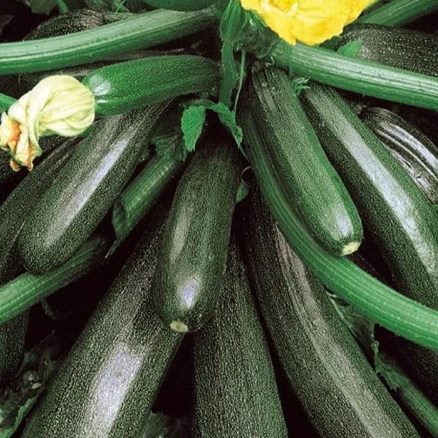Bakker Courgette Ambassador F1 graines sachet 10 graines