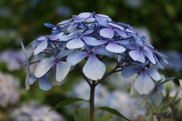 Les Hortensias du Haut Bois Cousine Louise hortensia fleurs rondes godet