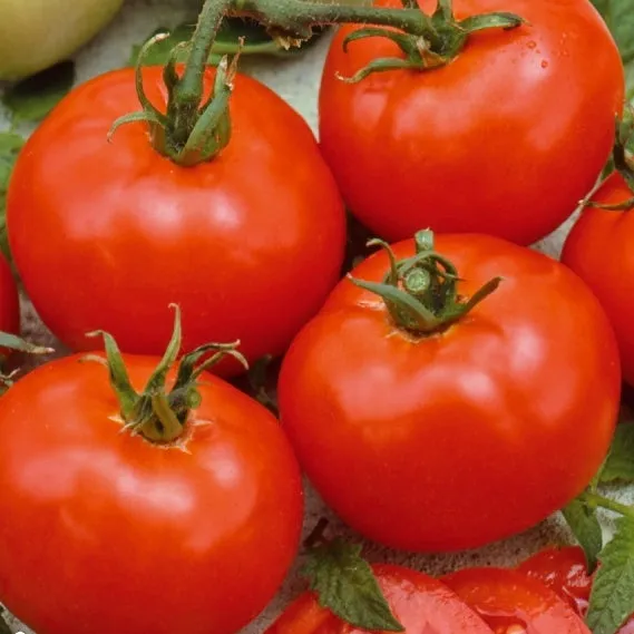 Bakker Moneymaker tomate graine sachet 0,2g récolte juillet-octobre