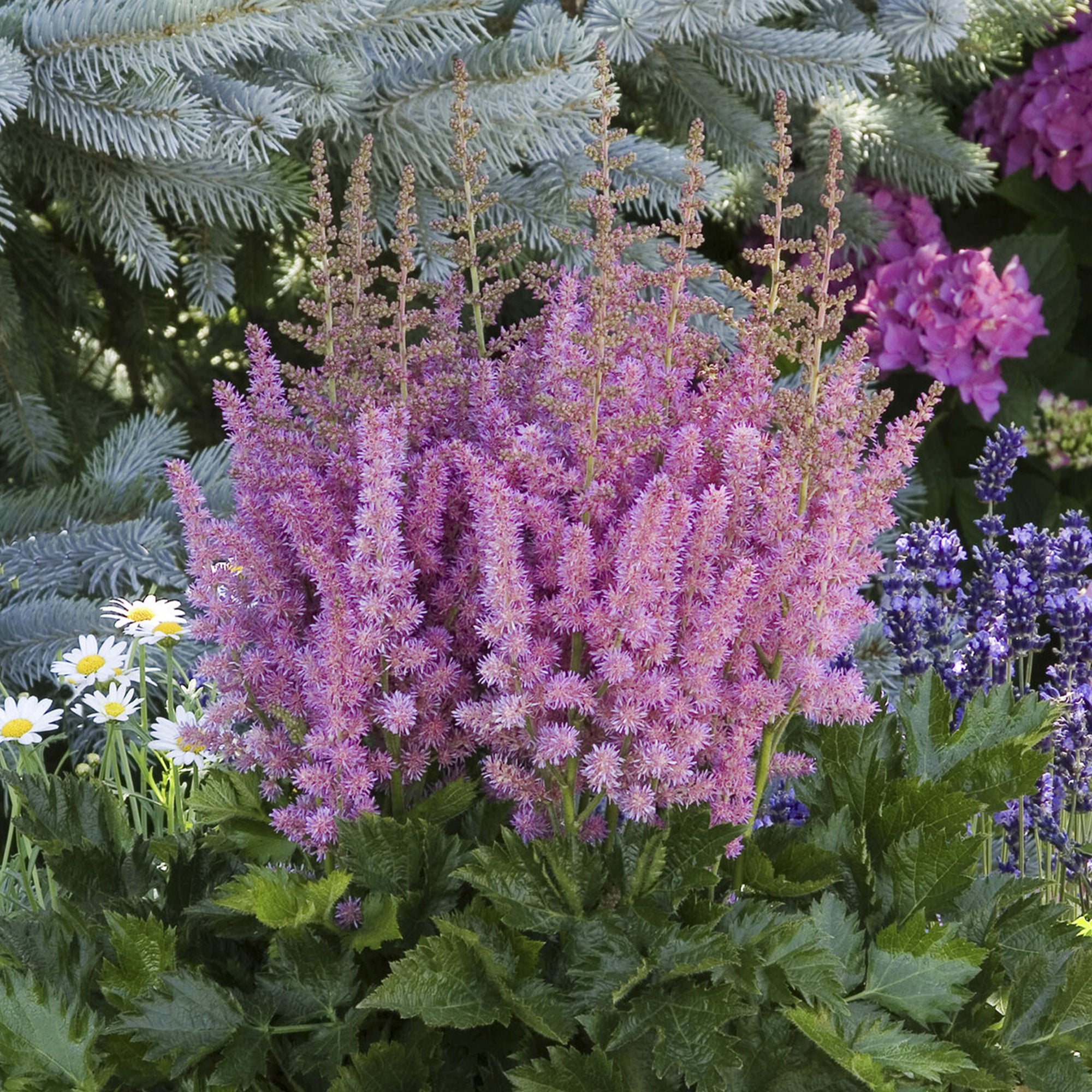 Bakker Astilbe Little Visions Purple plante vivace pot Ø9cm