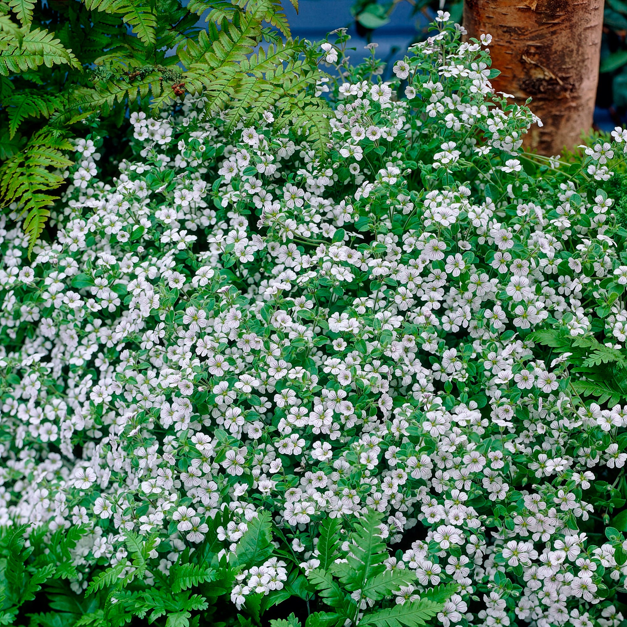 Bakker Gypsophile en coussin vivace pot 9cm fleur blanche