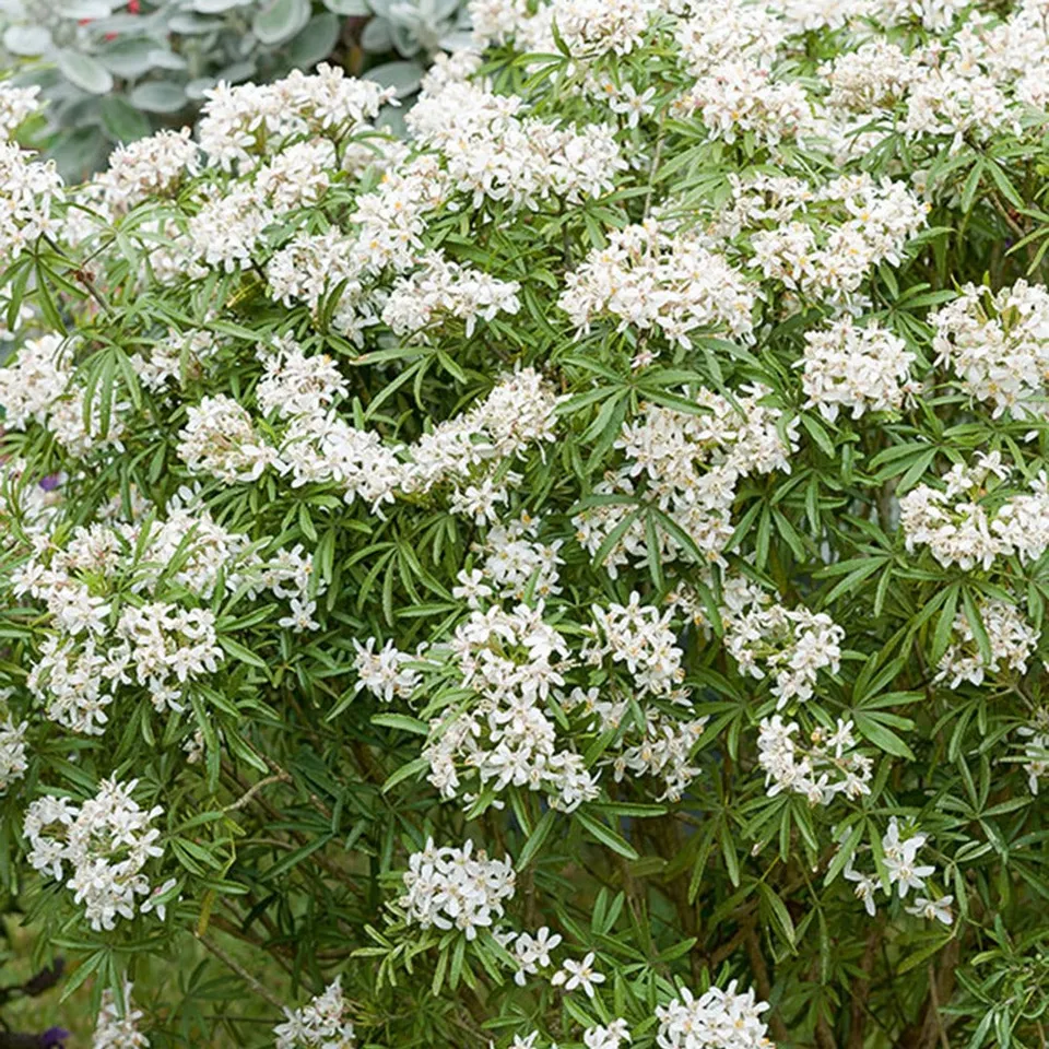 Bakker White Dazzler oranger du Mexique pot 2L blanc