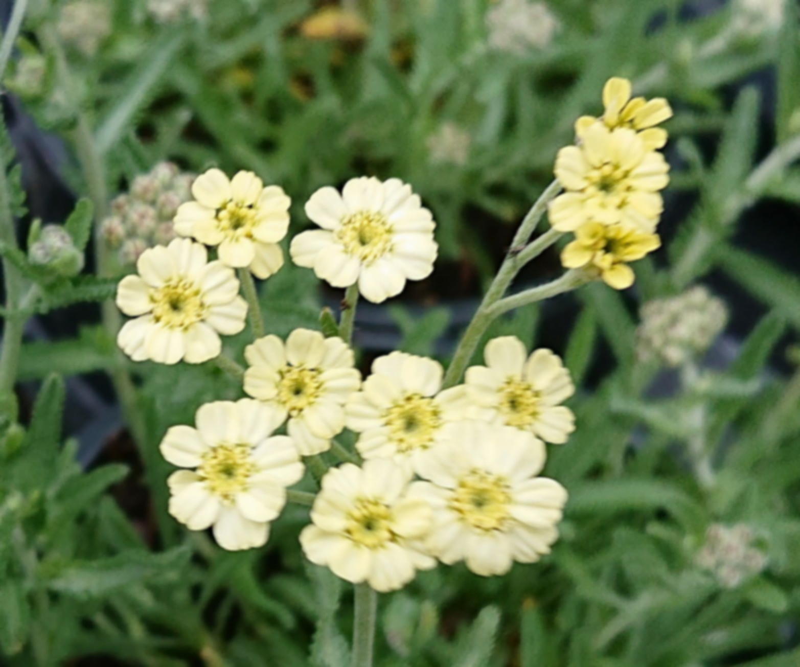 Passion Vivaces Achillea lewisii King Edward vivace tapissante