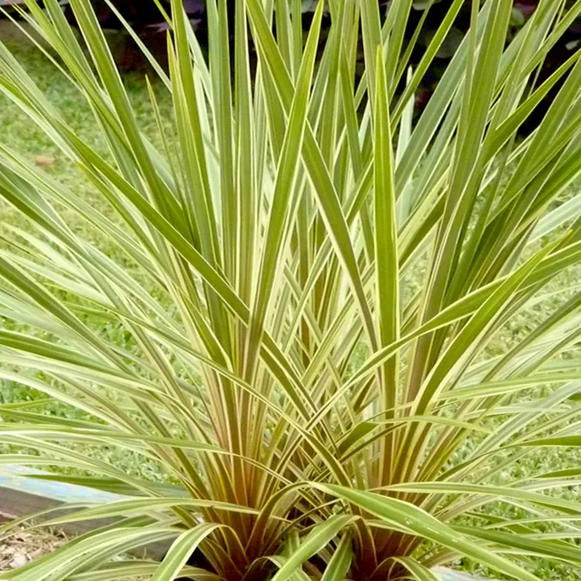 Bakker Arbustes Cordyline Fantasy faux palmier pot 9cm