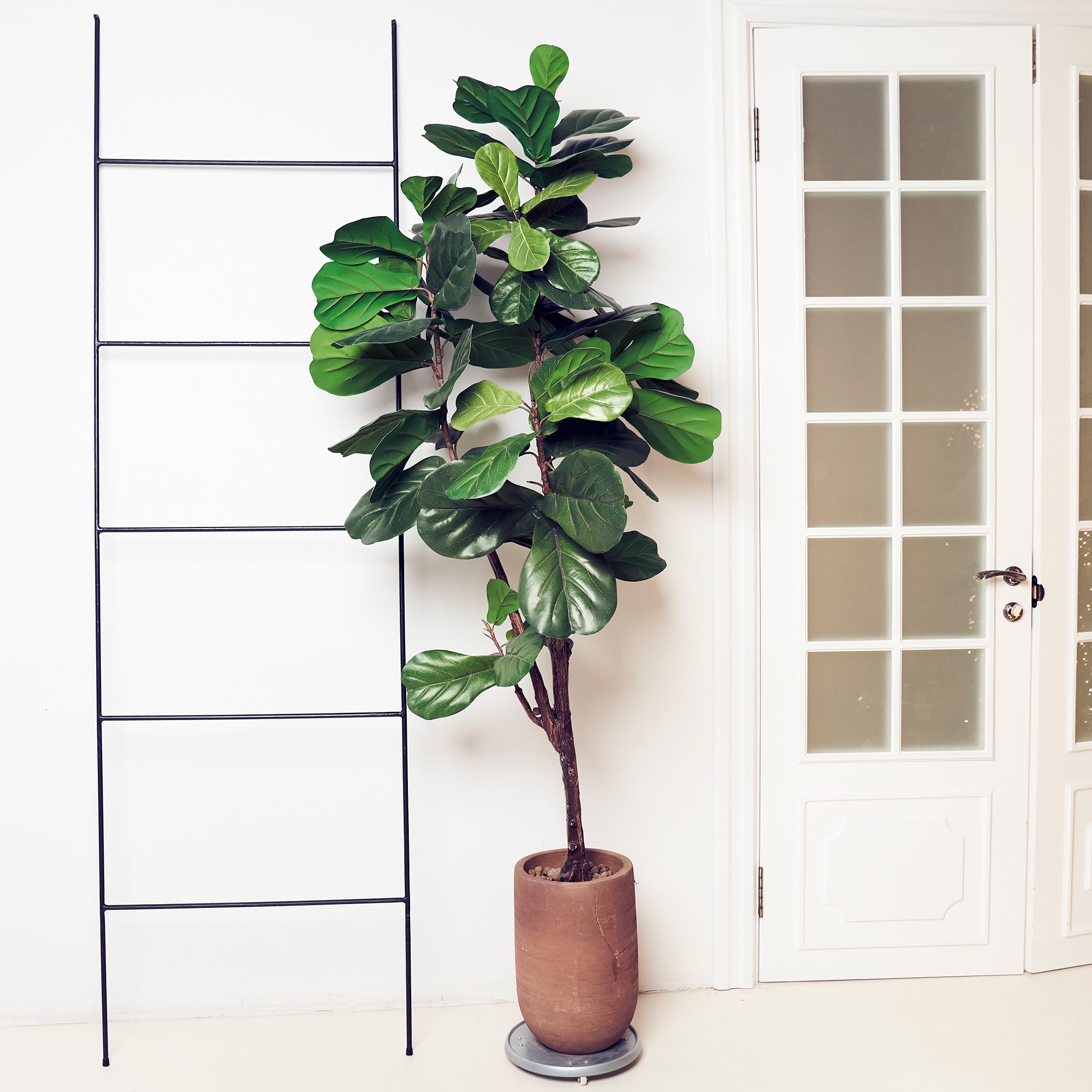 Bakker Ficus Lyrata figuier lyre plante verte pot 17cm 70-80cm