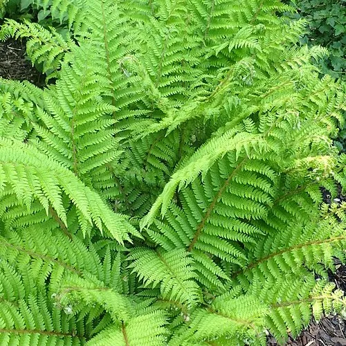 Passion Vivaces Polystichum Dahlem fougère persistante verte