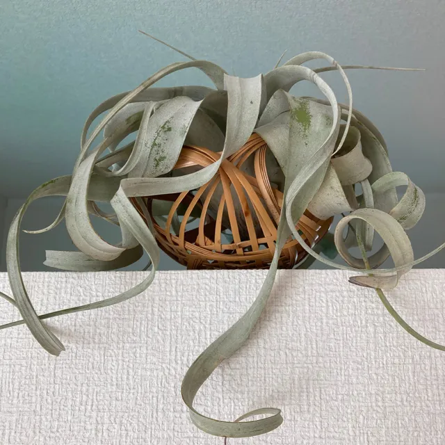 Bakker Xerographica tillandsia pot 6cm feuillage argenté