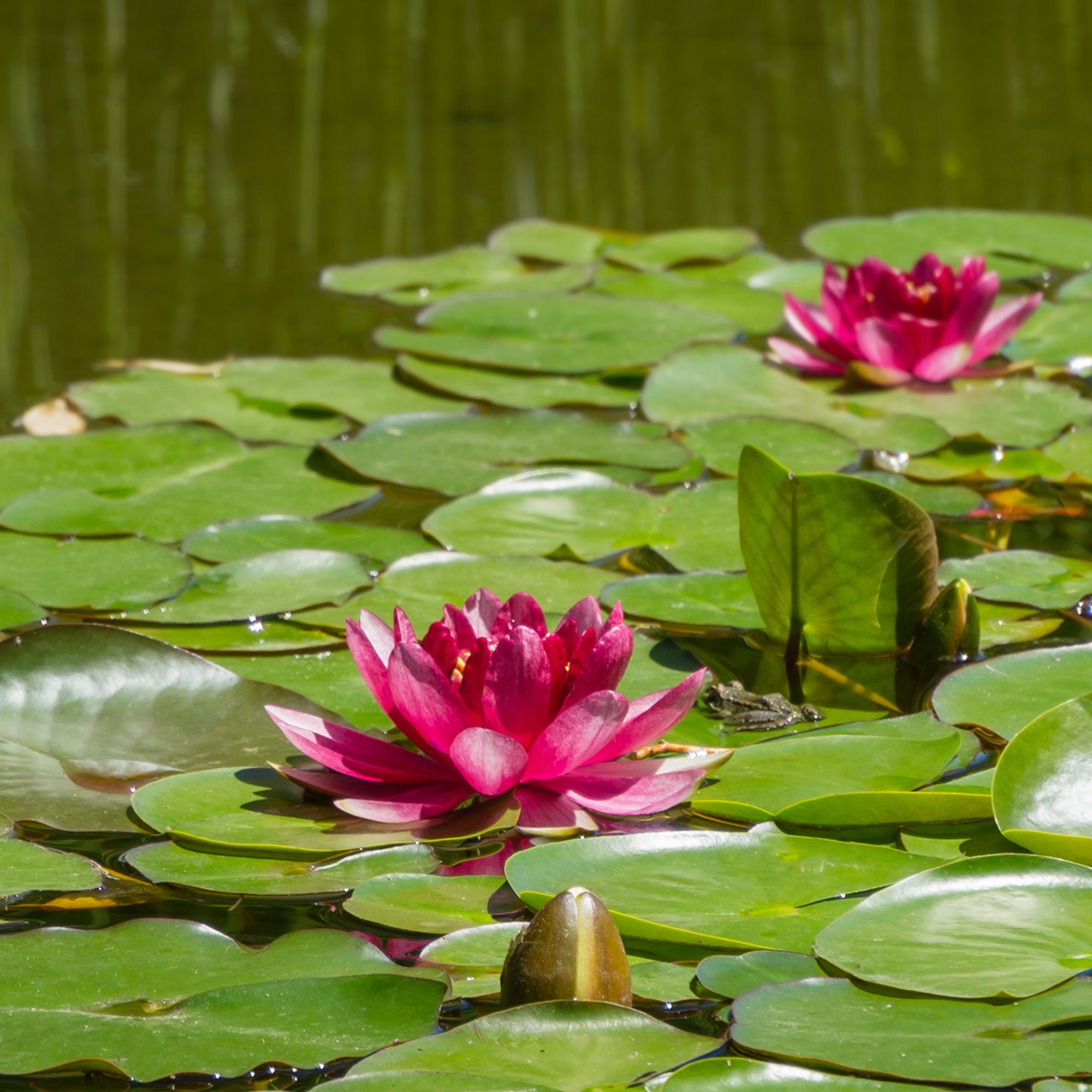 Bakker Nénuphar Attraction Nymphaea pot Ø9cm fleurs rouges
