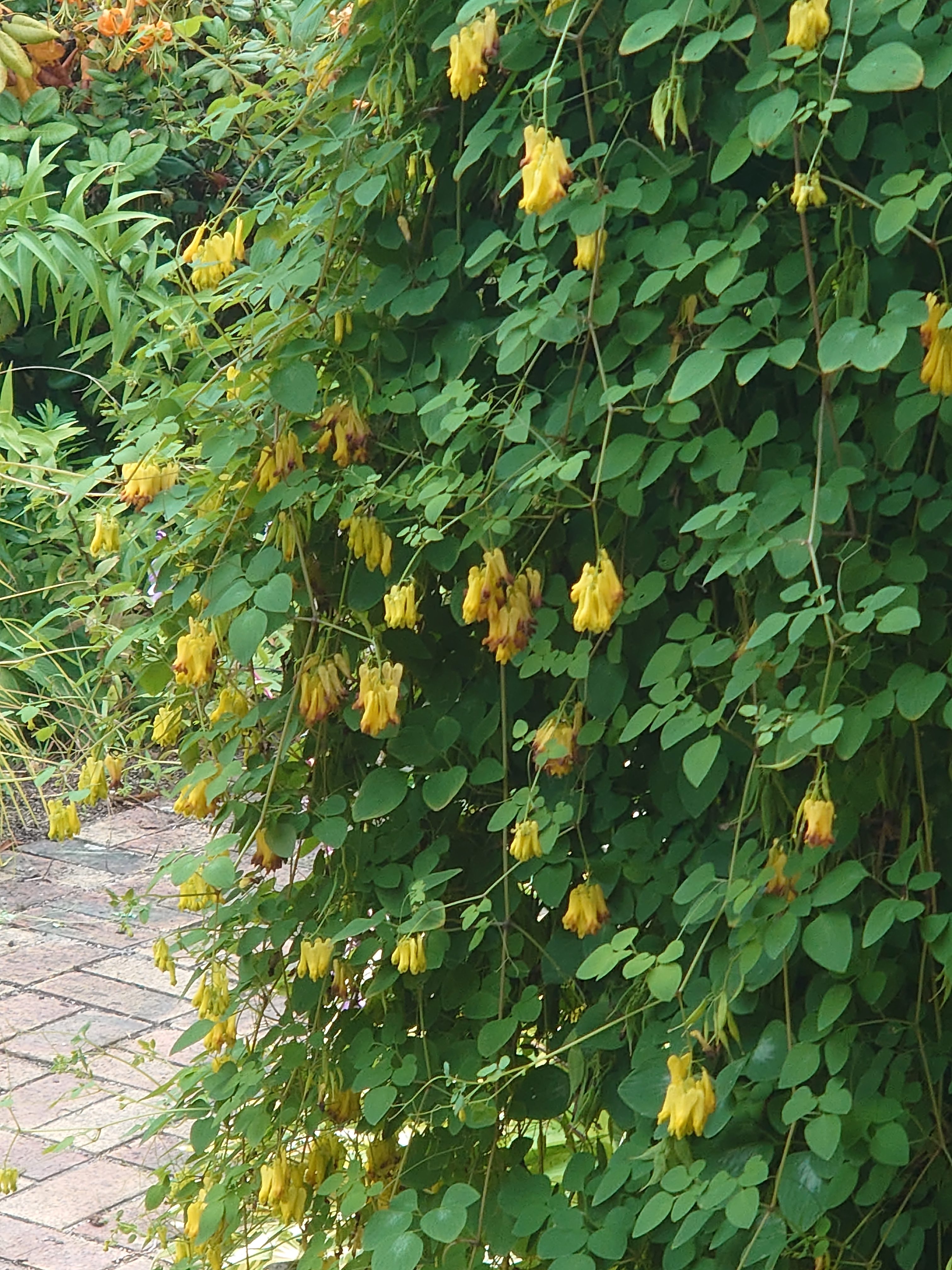 Passion Vivaces Dicentra macrocapnos jaune grimpant en pot