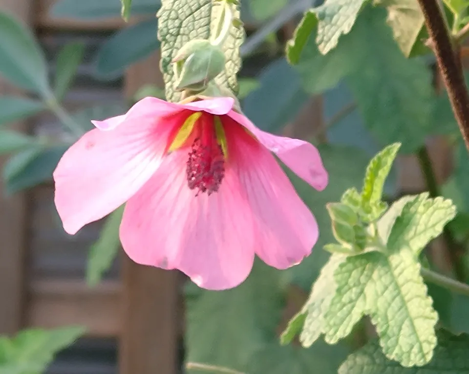 Passion Vivaces Anisodontea capensis El Rayo pot 1L rose