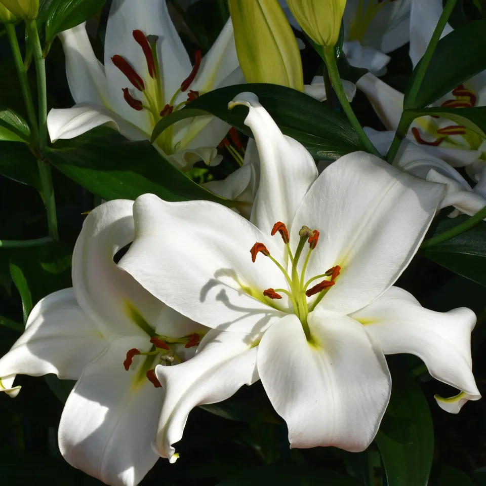 Bakker Lis Siberia bulbe fleur blanche parfumée lot 3