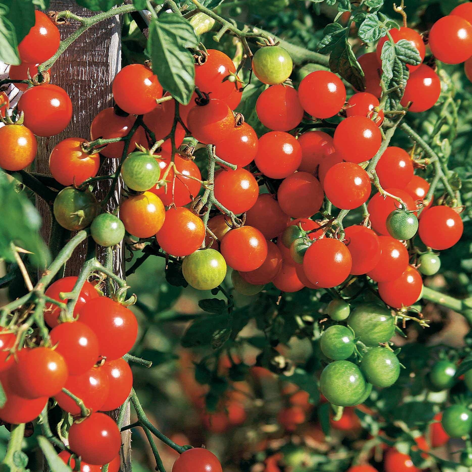Bakker Collection de Tomates graines 4 sachets ±990 graines