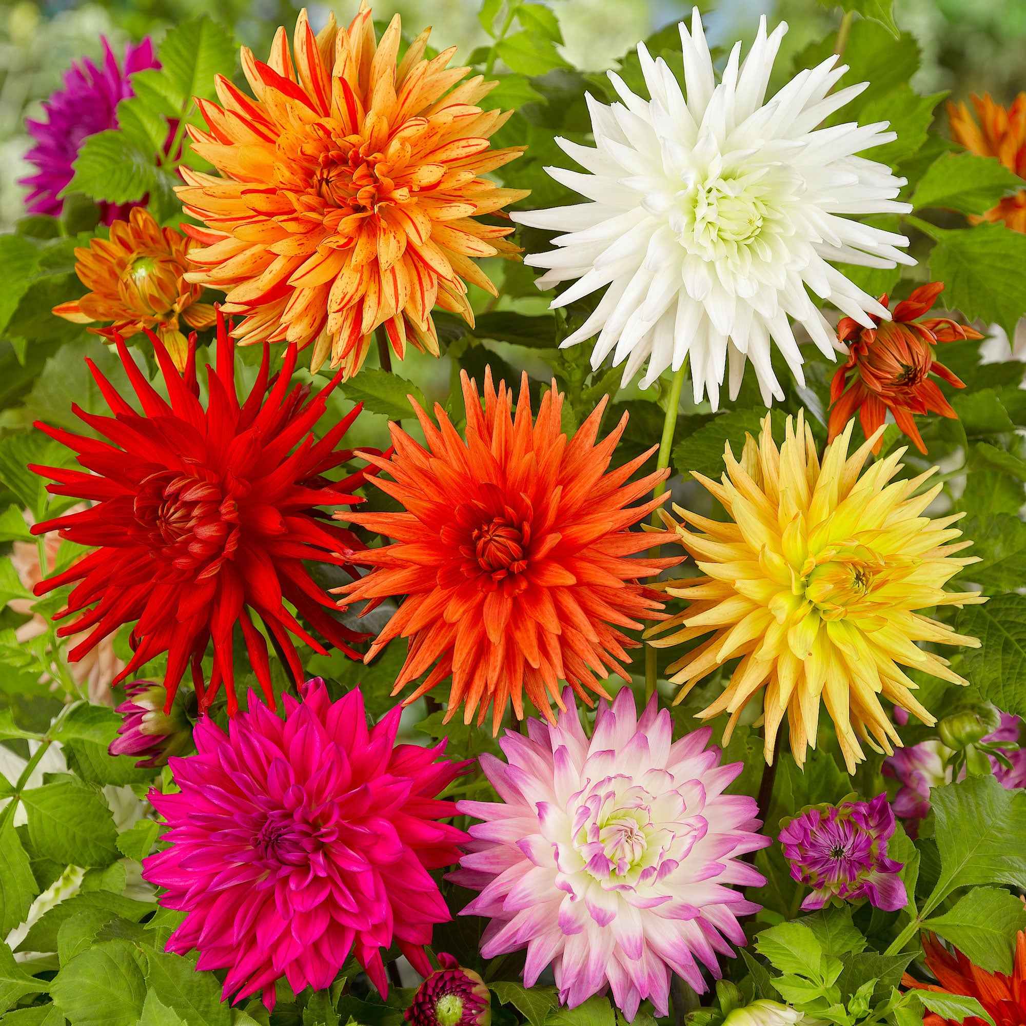 Bakker Dahlias cactus bulbes sachet x10 mélange coloré calibre II