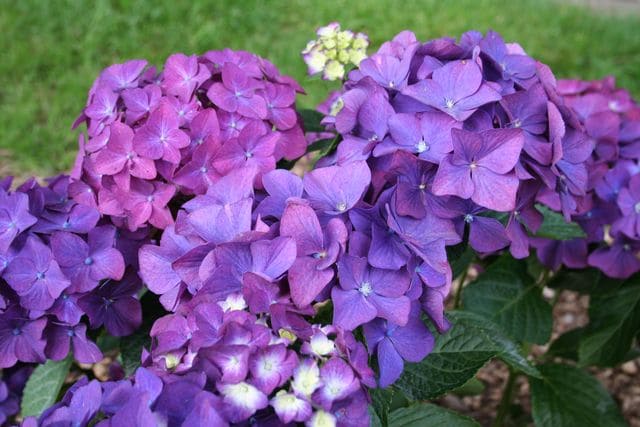 Les Hortensias du Haut Bois LK 49 hortensia fleurs rondes godet